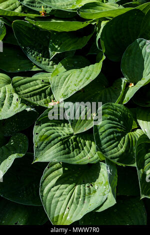 Hosta, ombra amare piante. Rose Garden Cottage diario Foto Stock