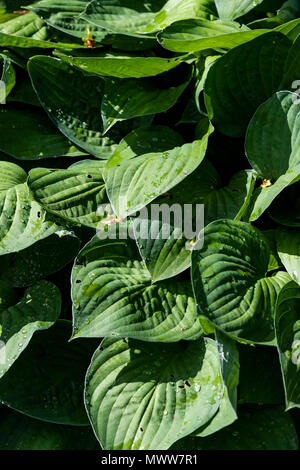 Hosta, ombra amare piante. Rose Garden Cottage diario Foto Stock