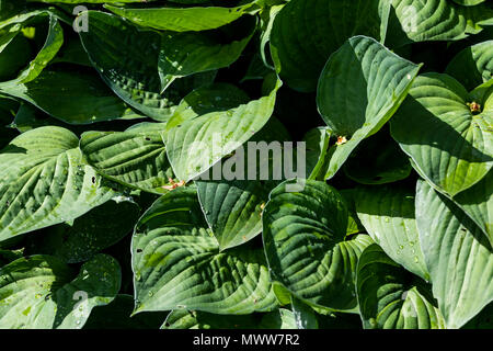 Hosta, ombra amare piante. Rose Garden Cottage diario Foto Stock