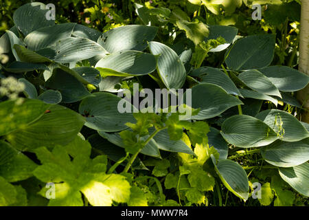 Hosta, ombra amare piante. Rose Garden Cottage diario Foto Stock