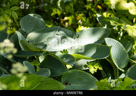 Hosta, ombra amare piante. Rose Garden Cottage diario Foto Stock