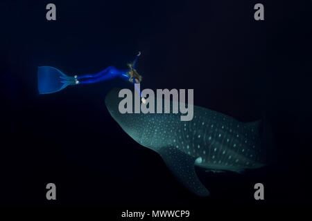 Freediver donna immersioni ad un squalo balena (Rhincodon typus) nella notte Foto Stock