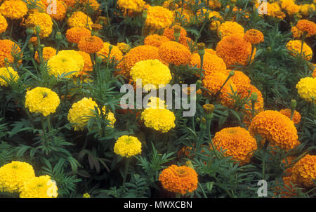 AIUOLA DI CALENDULE ARANCIO E GIALLO (TAGETES ERECTA) 'SERIE GOLD COIN'. Foto Stock