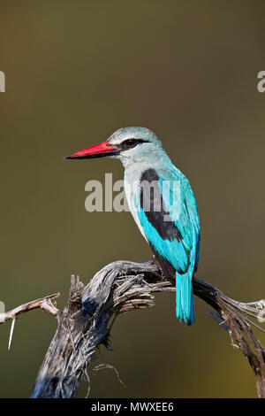 Woodland Kingfisher (Halcyon senegalensis), Kruger National Park, Sud Africa e Africa Foto Stock