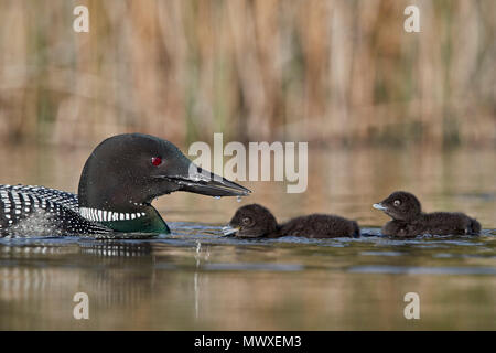 Loon comune (Gavia immer) per adulti e due pulcini, Lac Le Jeune Parco Provinciale, British Columbia, Canada, America del Nord Foto Stock