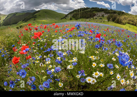 Prati fioriti di papaveri, Margherita occhio di bue e il fiordaliso, Monte Sibillini, pianoforte Grande, Umbria, Italia, Europa Foto Stock