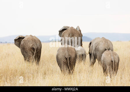 Famiglia di elefante africano (Loxodonta africana), il Parco Nazionale del Serengeti, Sito Patrimonio Mondiale dell'UNESCO, Tanzania, Africa orientale, Africa Foto Stock