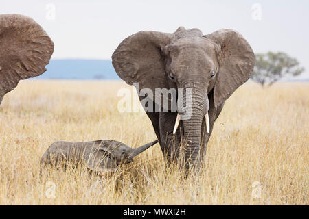 Baby elefante africano e madre (Loxodonta africana), il Parco Nazionale del Serengeti, Sito Patrimonio Mondiale dell'UNESCO, Tanzania, Africa orientale, Africa Foto Stock