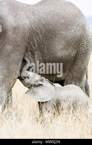 Baby elefante africano e madre (Loxodonta africana), il Parco Nazionale del Serengeti, Sito Patrimonio Mondiale dell'UNESCO, Tanzania, Africa orientale, Africa Foto Stock