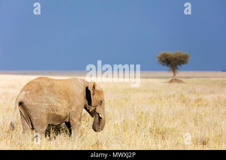 Elefante africano (Loxodonta africana), il Parco Nazionale del Serengeti, Sito Patrimonio Mondiale dell'UNESCO, Tanzania, Africa orientale, Africa Foto Stock