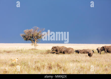 Leonessa (Panthera leo) e dell' elefante africano (Loxodonta africana), il Parco Nazionale del Serengeti, Sito Patrimonio Mondiale dell'UNESCO, Tanzania, Africa orientale, Africa Foto Stock