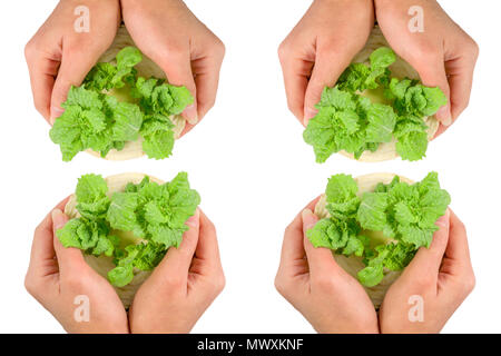 Fresche e vegetali presi su mani isolati su sfondo bianco, verde coltivazione di ortaggi su donna mani con percorso di clipping. Foto Stock