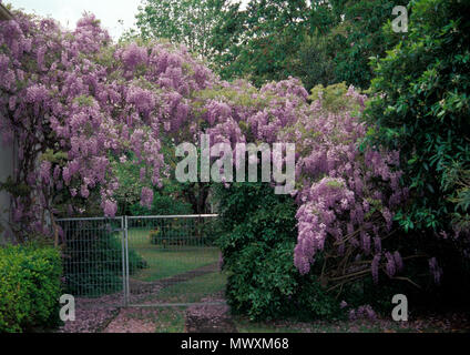 VITE DI WISTERIA IN FIORE PIENO CHE CRESCE SULL'INGRESSO DI UN GIARDINO PERIFERICO. NUOVO GALLES DEL SUD, AUSTRALIA. Foto Stock