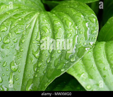 La bella e lussureggiante verde delle foglie della pianta di Hosta dopo una pioggia di primavera Foto Stock