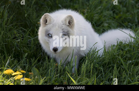 Arctic Fox (Vulpes vulpes lagopus) nell'erba in Canada Foto Stock