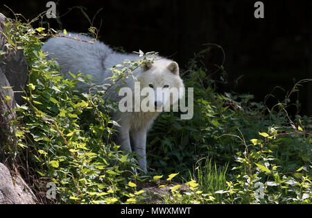 Arctic lupo (Canis lupus arctos) closeup in primavera in Canada Foto Stock