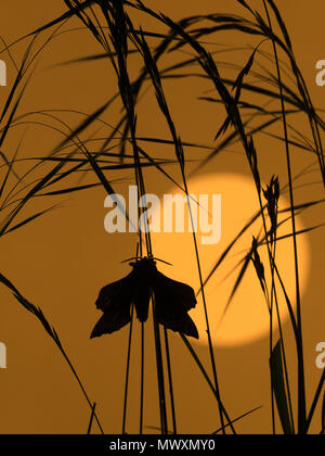 Il PIOPPO hawk-moth Laothoe populi in appoggio al tramonto Foto Stock