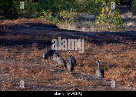 Gregge di Helmeted Faraone nella Riserva di Mashatu Botswana Foto Stock