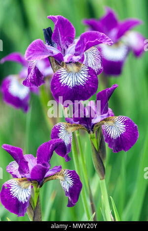 Iris sibirica siberiana " Demure Illini " ritratto di fiori in tarda primavera Foto Stock