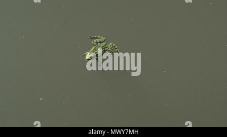 Frog floating in verde acqua di palude, ombre di pesci al di sotto, e acqua insrcts vicino Foto Stock