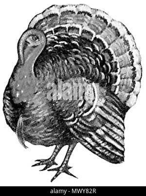 . Inglese: Turchia bird (nazionale) Meleagris gallopavo - disegno . circa 1880. Cartolina di antiquariato - artista sconosciuto 618 Turchia (uccello) - B&amp;W disegno Foto Stock