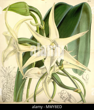 . Illustrazione di Angraecum sesquipedale . 1859. Probabilmente Walter Hood Fitch (1817-1892) del. et lith., questo disegno non firmato. Descrizione da William Jackson Hooker (1785-1865) 47 Angraecum sesquipedale - Curtis" 85 (Ser. 3 no. 15) pl. 5113 (1859) Foto Stock
