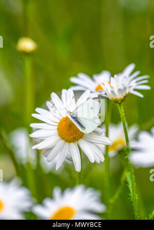 Di piccole dimensioni e di colore bianco di alimentazione a farfalla fuori un Oxeye Daisy, Foto Stock