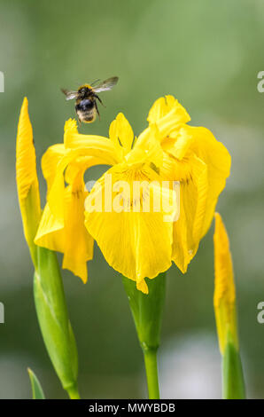 Bumble Bee di atterraggio su di iris gialla. Foto Stock