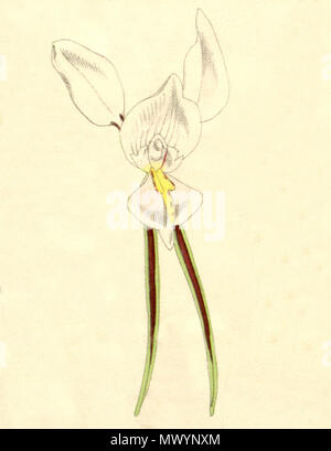 . Illustrazione di Diuris alba . 1875. Walter Hood Fitch (1817-1892) del. et lith. Descrizione da Joseph Dalton Hooker (1817-1911) 165 Diuris alba - Curtis" 101 - ritagliati da pl. 6201 (1875) Foto Stock