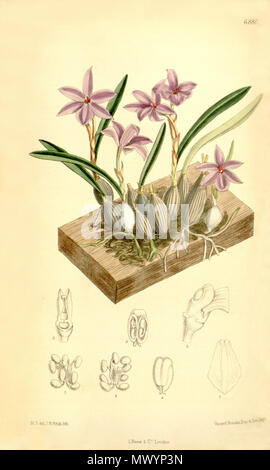 . Illustrazione di Isabelia violacea (come syn. Sophronitis violacea) . 1886. M. S. del. ( = Matilda Smith, 1854-1926), J. N. Fitch lith. ( = John Nugent Fitch, 1840-1927) . Descrizione da Joseph Dalton Hooker (1817-1911) 300 Isabelia violacea (come Sophronitis violacea) - Curtis' 112 (Ser. 3 no. 42) pl. 6880 (1886) Foto Stock