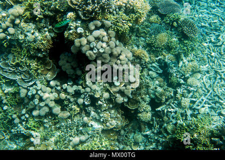 Coral reef in Togian isola, Indonesia Foto Stock