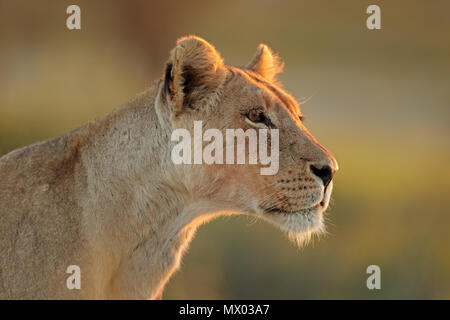 Ritratto di una leonessa africana (Panthera leo), Deserto Kalahari, Sud Africa Foto Stock