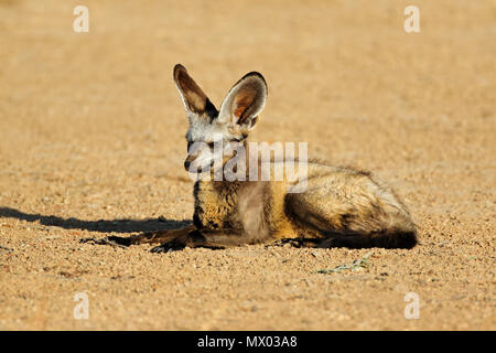 Un Bat-eared Fox (Otocyon megalotis) in habitat naturale, deserto Kalahari, Sud Africa Foto Stock