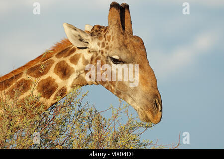 Close-up verticale delle giraffe (Giraffa camelopardalis) alimentazione su un albero, Sud Africa Foto Stock