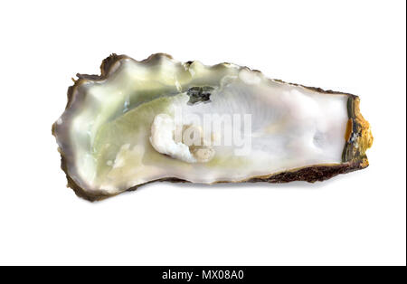 Conchiglie di mare, shell isolata su sfondo bianco con percorso di clipping. Foto Stock