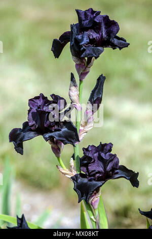 Iris nero ' prima della tempesta ', sbarrato iris barbata Foto Stock