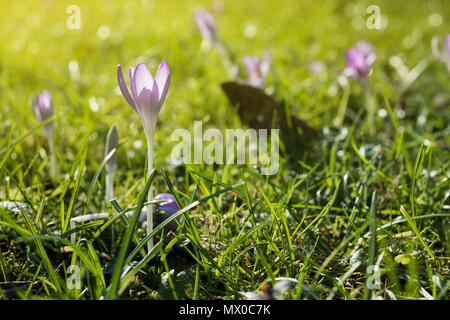 Dettaglio del crocus sfocato nella foresta al tramonto. Foto Stock