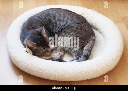 Grigio tabby gatto dorme in fleece cat bed avvolto a ricciolo in una sfera Foto Stock