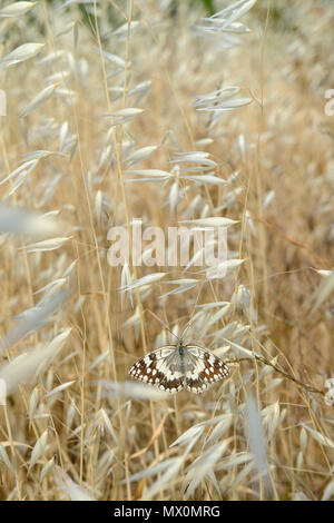 Butterfly Western in marmo bianco ( Melanargia occitanica ) godendo il sole nei prati. La Grecia. Foto Stock
