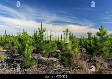 Piccoli alberi di pino essendo cresciuto per legname in Tsitsikamma area protetta, Garden Route, Cape, Sud Africa, Foto Stock