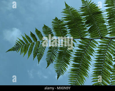 Rametto di un albero fern visto da sotto contro un cielo blu Foto Stock