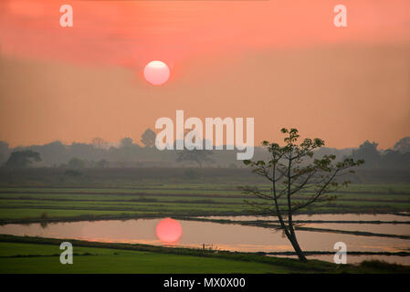 Sunrise riflessa in allagato campo di riso Chiang Mai nel nord della Thailandia Foto Stock