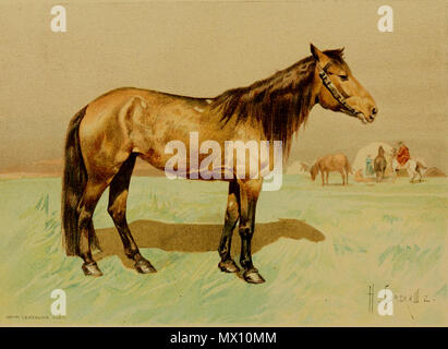 . Inglese: cavallo del Kirghizistan, ritagliato da una illustrazione in Les gare chevalines - avec une étude spéciale sur les chevaux russes (1894) Français : Skakounia, 8 ans, taille 1,48 m. Jument de gara kirghize, provenant des steppe kirghizes. Appartient à M. A. J. Moerder. 1894. Bunin, N.; Imprimerie Lemercier et Cie.; Merder, Ivan Karlovich; Rougeron, Vignerot & Cie.; Samokysh, Mykola; Simonov, L. N. 369 Les gare chevalines BHL22833020, ritagliato Foto Stock