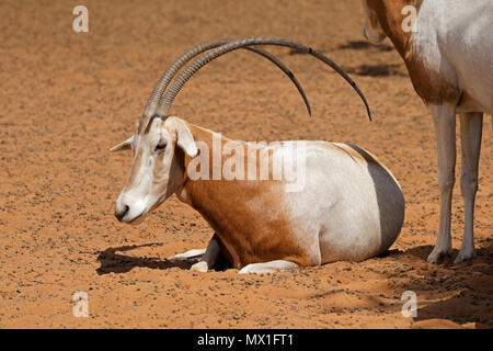 Un scimitar minacciate-cornuto oryx (Oryx dammah), Nord Africa Foto Stock