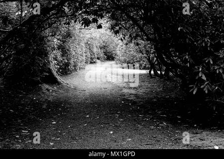 Country Garden a piedi modo in bianco e nero prese nel distretto del lago uk. Arco di albero con elevata copertura di facciata e il sole che splende sul percorso. Foto Stock