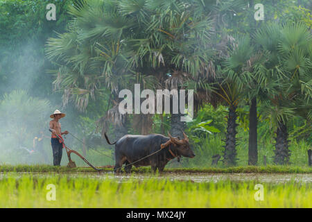 Sakonnakhon, Tailandia - 30 luglio 2016: agricoltore il controllo di buffalo per arare il riso in fattoria rurale di Sakonnakhon, Thailandia Foto Stock