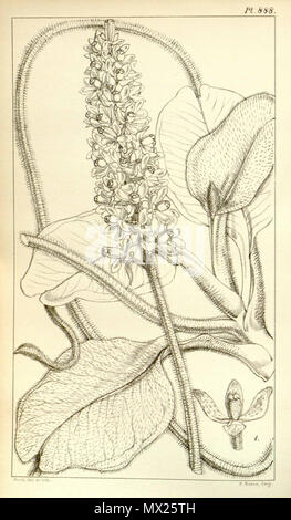 441 Nepenthes villosa - Hooker's Icones Plantarum (1852) Foto Stock