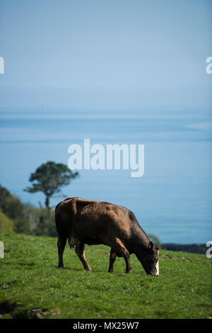 Le mucche in un campo. Cornwall, Regno Unito. Foto Stock