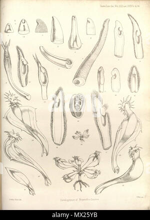 . Inglese: sviluppo delle foglie Nepenthes da operazioni della Linnean Society di Londra, vol. 22: t. 74 (1859) [W.H. Fitch] . Il 15 febbraio 2013, 00:49:50. W.H. Fitch 162 Sviluppo di Nepenthes foglie - Operazioni della Linnean Society di Londra (1859) Foto Stock