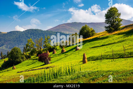 Collina con fila di haystacks sul campo rurale. bella estate agricoltura scenario in zona di montagna Foto Stock